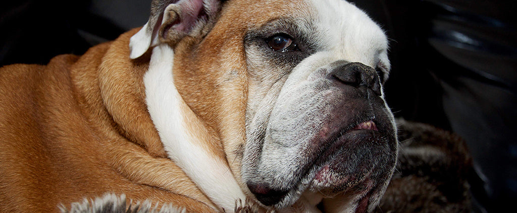 a large brown and white bull dog with a black muzzle lays down and side-eyes the camera lens