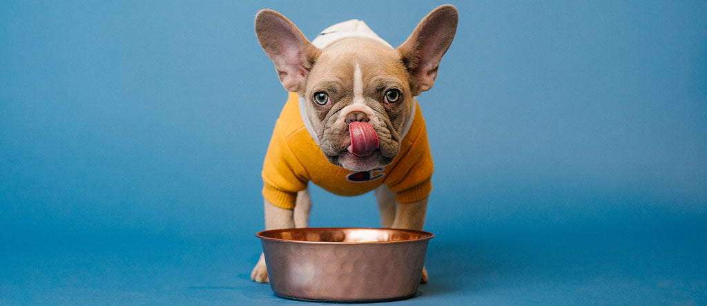 A fawn and white French Bulldog puppy with large ears stands over an empty bronze food bowl, wearing a yellow jumper.