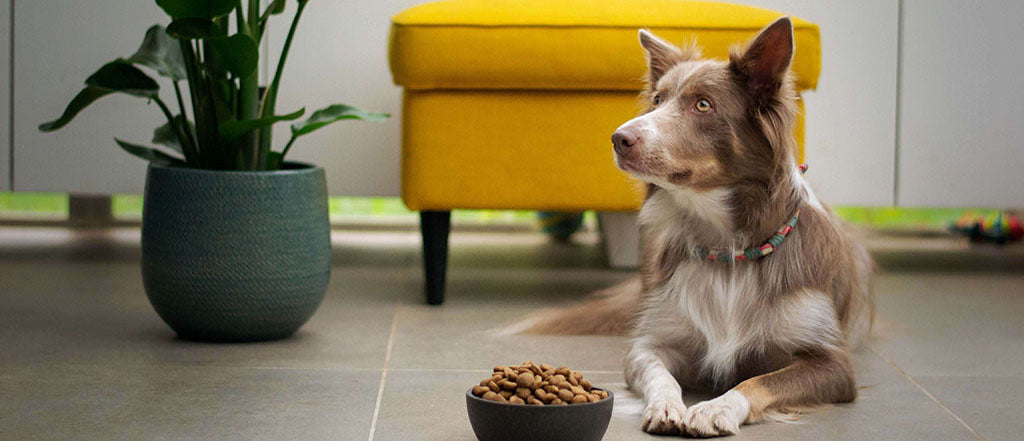 A light brown and white, long-haired dog with a green, yellow and pink collar lays on the large grey tiled floor, next to a black bowl full of dog food, in front of a yellow footstool and large green houseplant. 