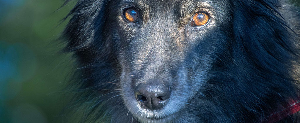 a fluffy black dog of ambiguous breed, looks directly down the camera lens with amber eyes