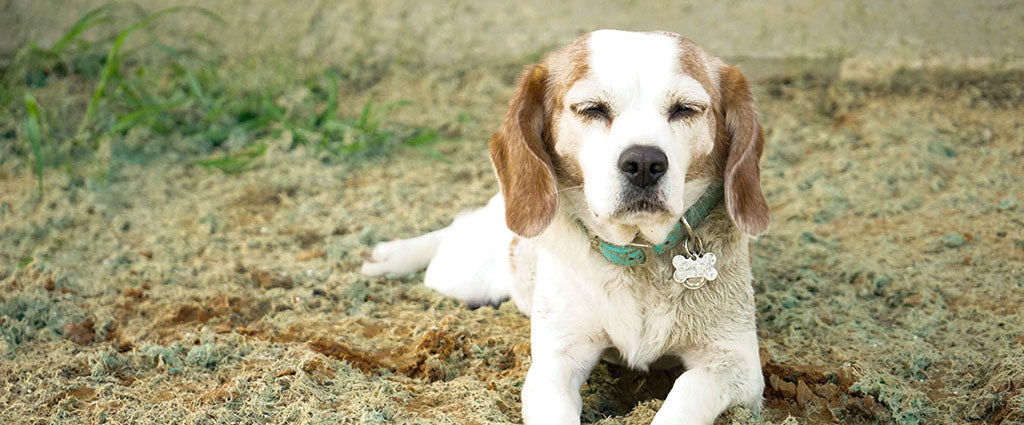 a white and brown, Beagle-cross dog lays down on their front in sandy turf