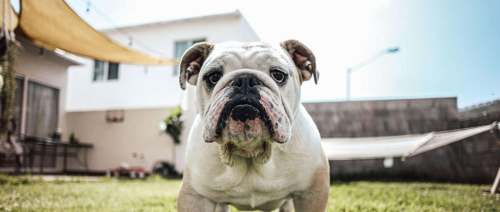 a miserable looking White Bulldog stands in a garden with a big cream hammock in the background and a yellow canopy blocking the sun from a paved patio by the glass sliding door to the house