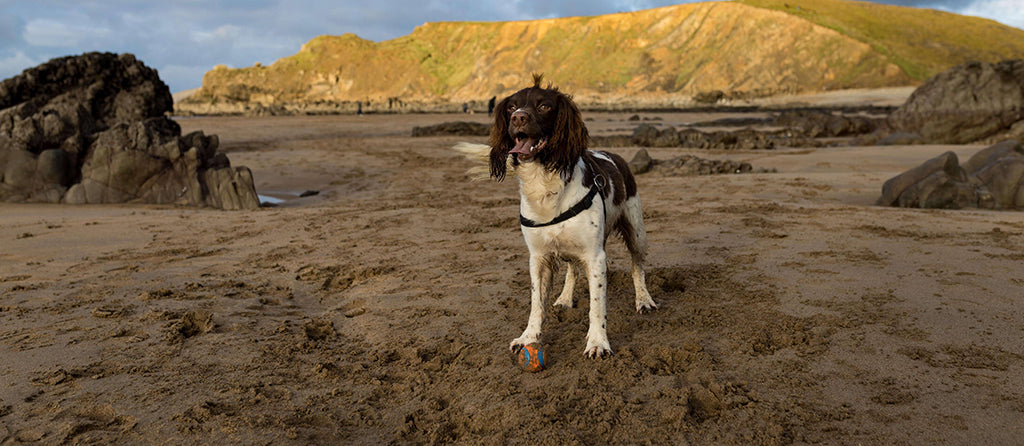 a brown and white Spaniel stands on a sandy beach with a blue/orange ball at their feet. They are framed by large rocks and there's a green hill in the background