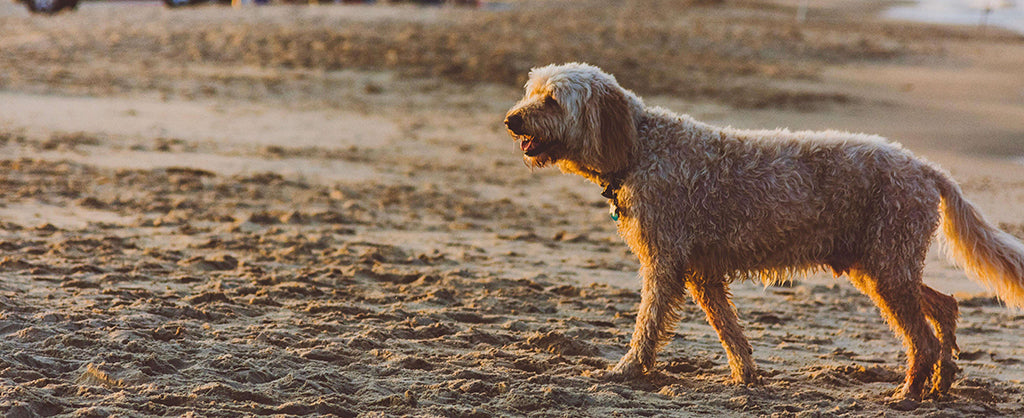 a cream Labradoodle stands on a very sandy beach panting