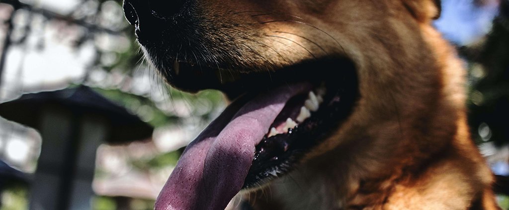 a close up image of a golden retriever's open mouth