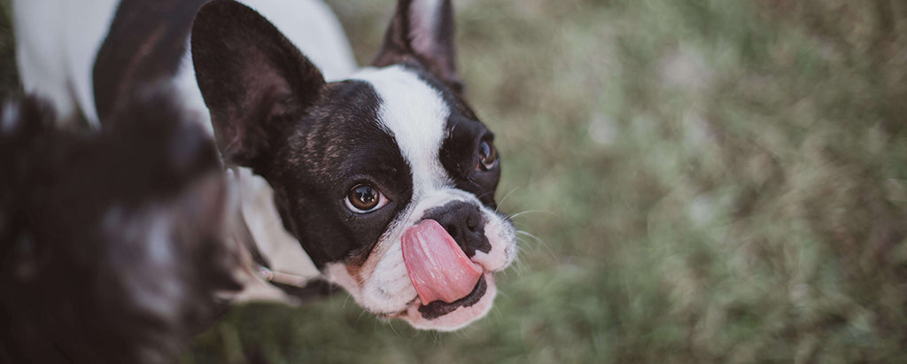 a Boston Terrier looks up and licks their nose with their pink tongue