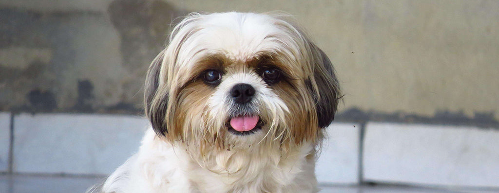 a long haired shih tzu pants with their tongue out, sat in front of a concrete wall