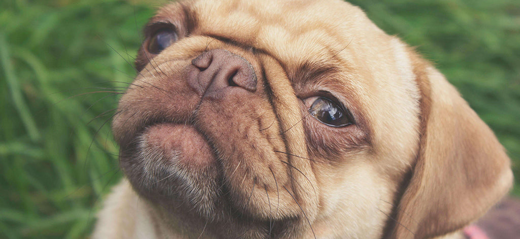 a creamy, brown pug sits on grass with a lifted chin and looks down their nose