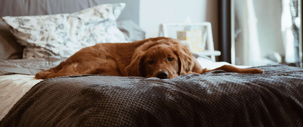 a red-furred dog lies on a grey blanket on top of a bed covered in a floral bedspread. They're on their front and rest their chin