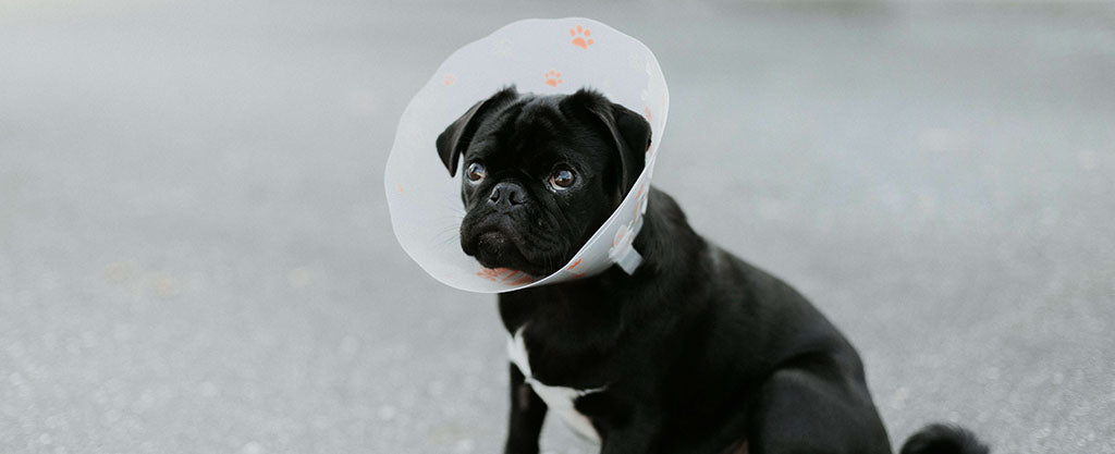A black Pug with a white chest sits on the floor with a plastic medical cone around its neck and head