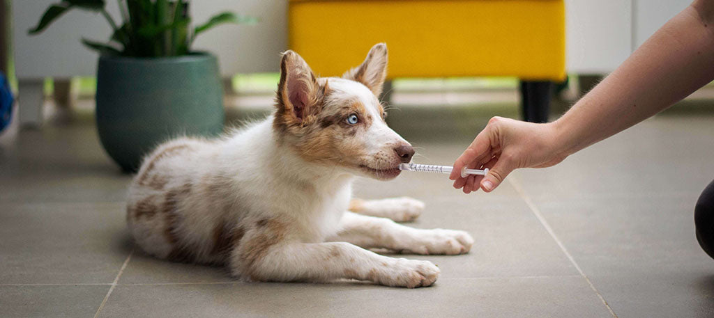 A medium-sized dog with long fur and bright blue eyes lays on a gray tiled floor with a syringe in its mouth, looking at the vet administering the syringe. 