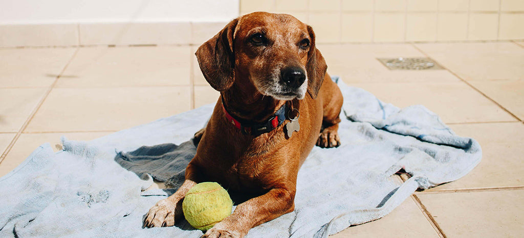 a brown, small to medium-sized dog sits on their front with a tennis ball between their front paws. They lie on a pale blue towel in the sun
