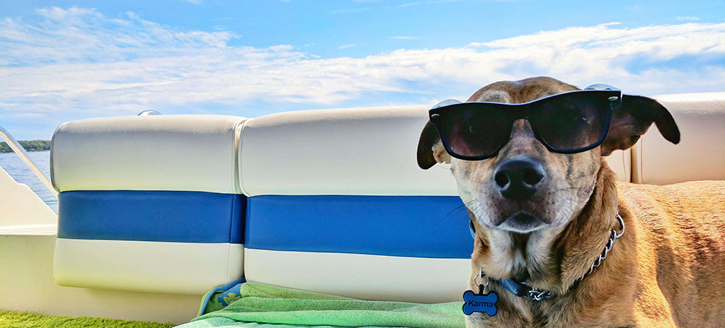 a brown, medium-sized, ambiguous breed of dog sits on the deck of a blue and white boat wearing sunglasses. Their bone-shaped collar-tag reads "Karma"