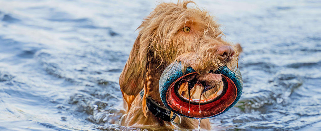 a long-haired, reddish dog in a body of water holding a red ringed toy in their mouth