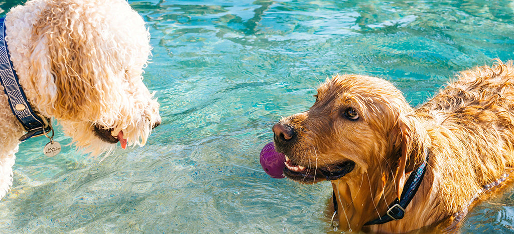 a large blonde, poodle and a reddish retriever look at each other during play in a body of water