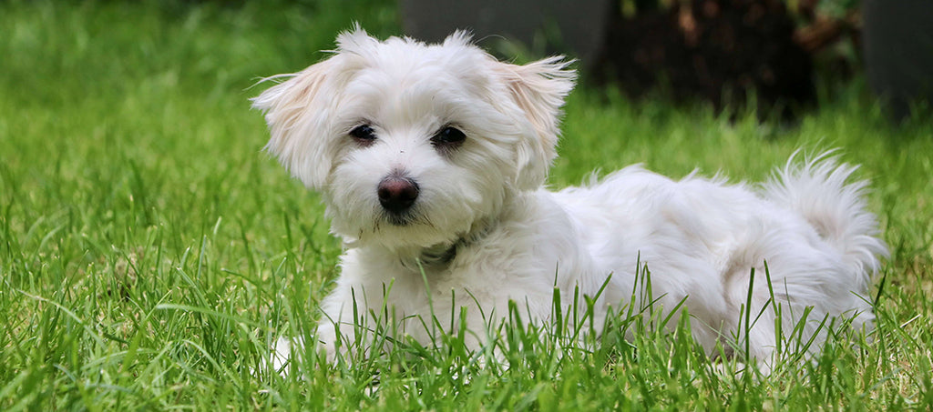 a small white, fluffy dog rests in uncut, green grass