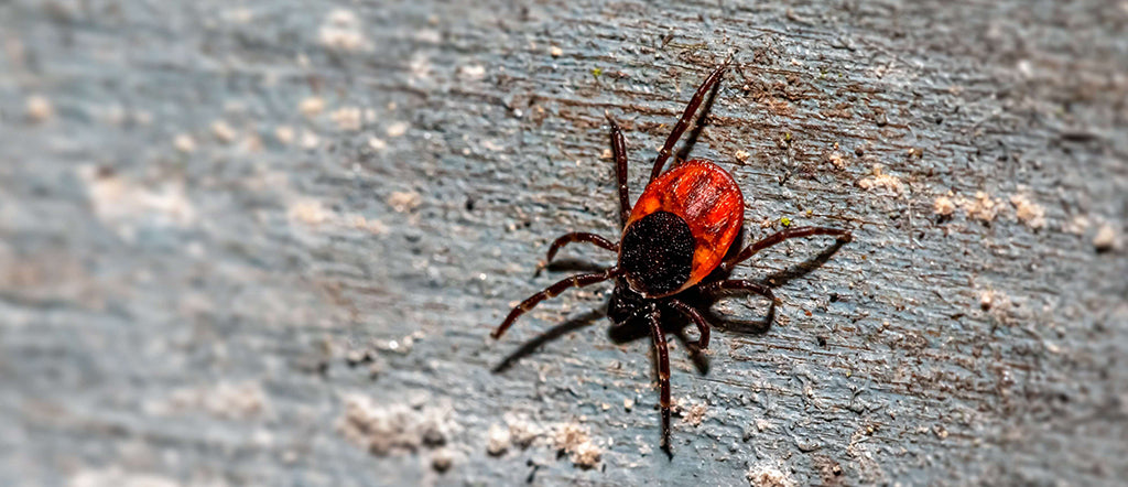 a tick (flat, round, red bodied insect with 8 long brown legs) on a plank of wood