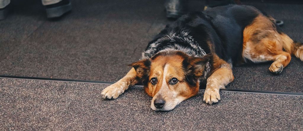 a brown, black and blonde mixed breed, medium sized dog lies splayed out on their front on dark brown floor
