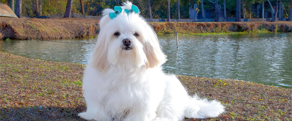 a white Shih Tzu with two blue bows in their hair sit on a grassy, green bank next to a body of water