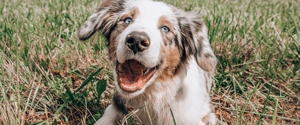 an Australian sheep dog puppy lies in long green, grass panting and look as if they're smiling