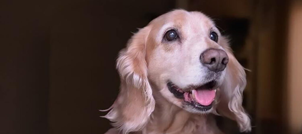 a medium-sized, blonde dog with long ears panting