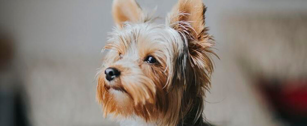 the profile of a small brown and grey Yorkshire Terrier