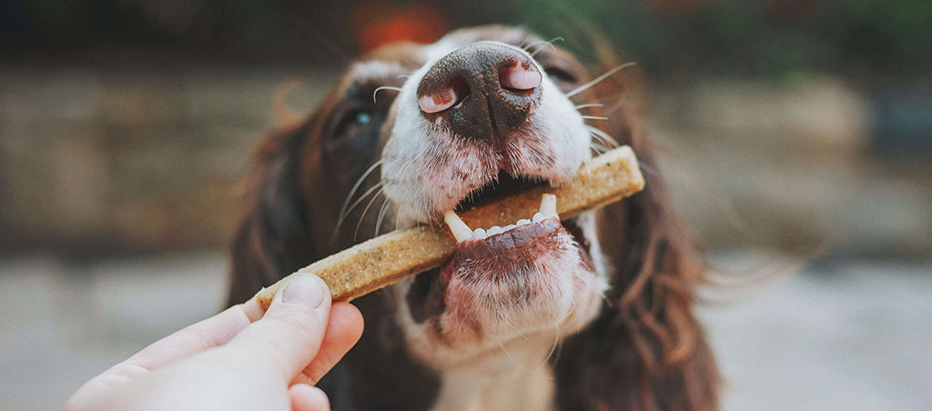 a brown and white Spaniel holds a long, rectangular brown chew in their mouth which is also being held by a white hand