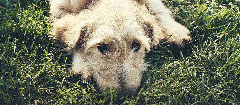 a fluffy blonde dog lays on their front in the grass, sinking their chin into the ground