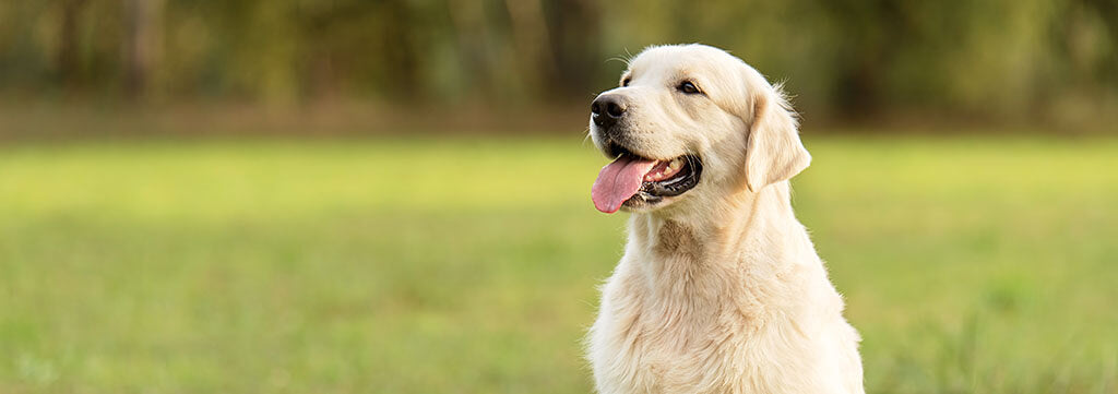 A happy golden retriever dog with a creamy white coat is sitting outdoors with its tongue out, looking slightly to the left with a blurred green background