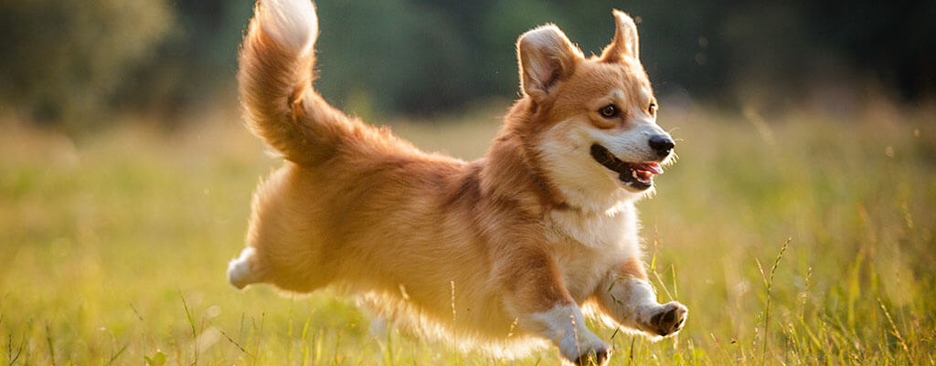 A joyful Corgi dog is captured in mid-run through a grassy field, its fluffy tail raised high and its tongue out