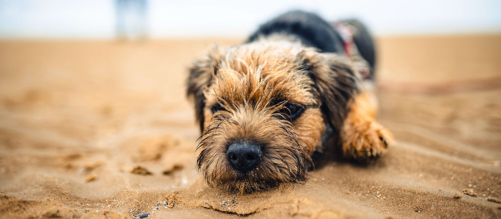 a black and brown terrier dog rests their chin and front on a sandy, beach. It's a blustery, grey day.