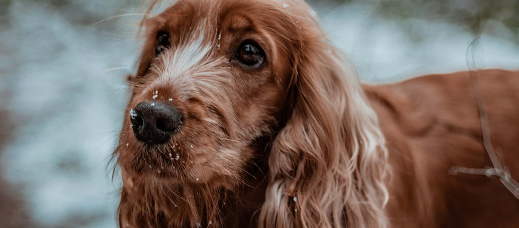 a red, long-eared, medium sized dog stands in snow with "puppy-dog" eyes