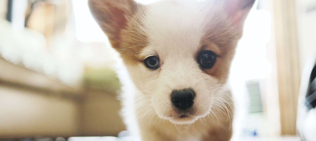 a brown and white Corgi puppy looking down the lens of the camera with bright sunlight coming through a window behind them