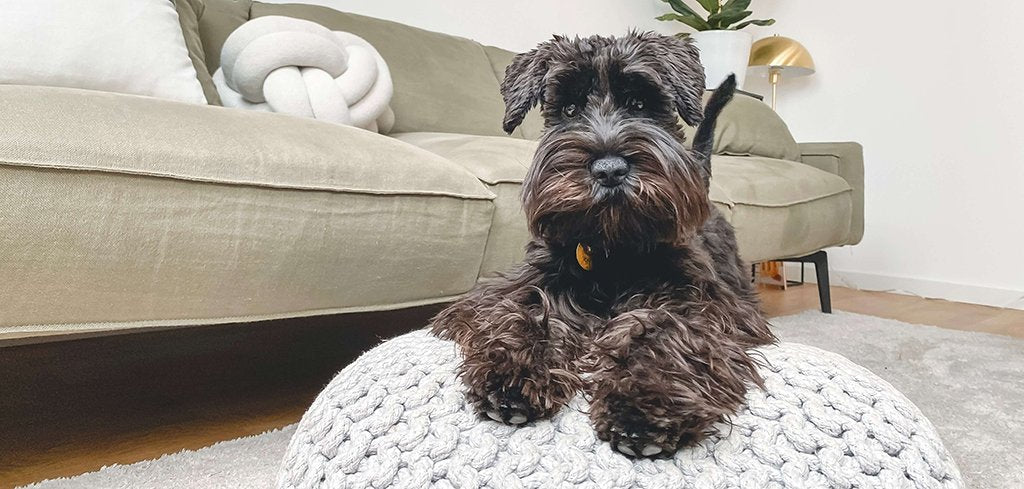 a dark grey Schnauzer/Scottie like dog sits on a cream coloured foot cushion on dark wood flooring in front of a sage sofa in a living room