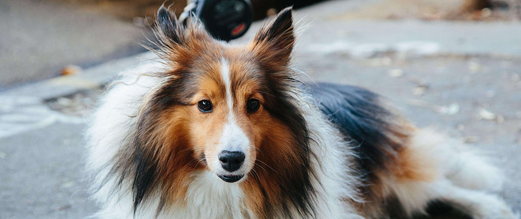 a long-haired, brown, white and grey Rough Collie dog on a pavement