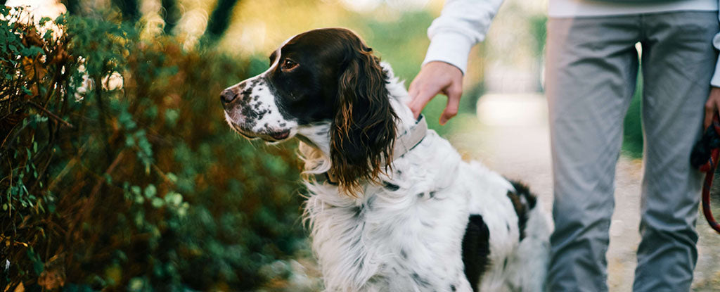A brown and white Springer Spaniel, with a pale cream collar, sits looking out through a green and auburn hedge. The dog's owner holds onto the cram collar, wearing grey trousers and a white jumper, holding a lead in their other hand.