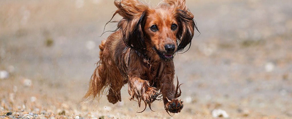 a red, long-haired dachshund runs over pebbles