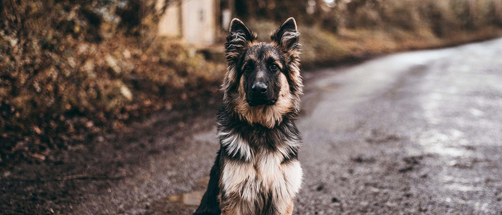 a German Shepherd sits on a muddy dirt road on a dark day