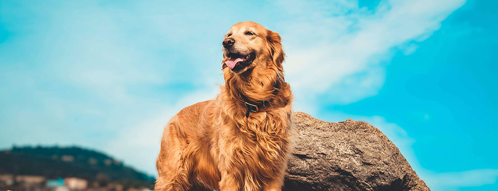 a golden retriever stands at the top of a hill panting against a large rock and bright blue sky