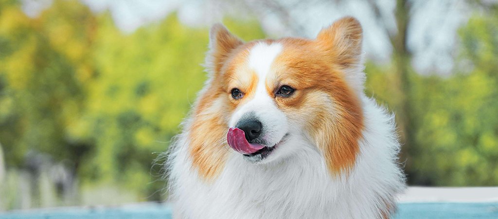 a brown and white corgi licks their lips with a swimming pool and pale green bushes in the background