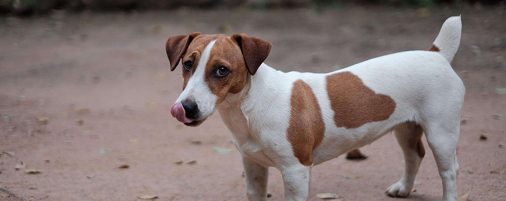 a brown and white Jack Russell licks their lips on a dirt path