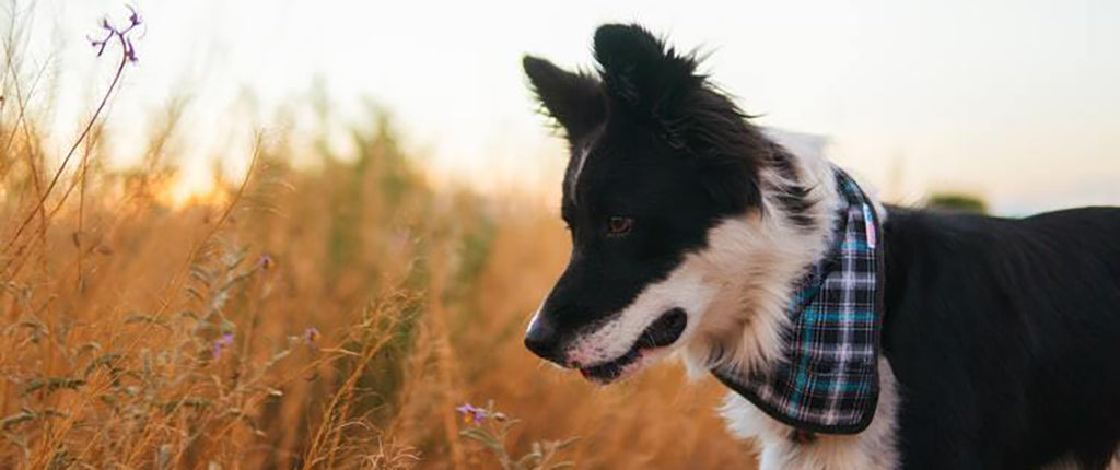 a black and white Collie dog in long, yellow grass. They wear a light blue, chequered bandana around their neck. 