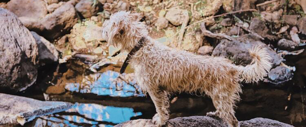 a wet medium-sized, long, curly-haired mixed-breed dog stands on a large rock on the edge of a stream