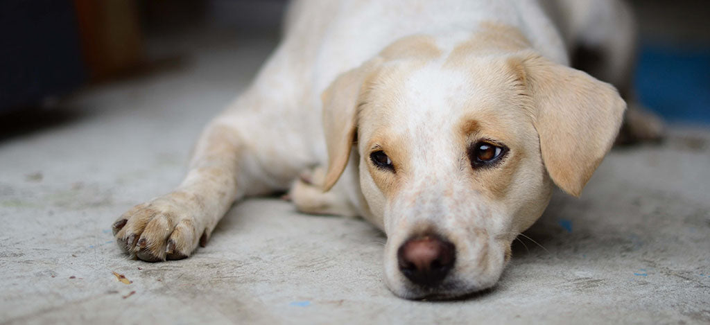A medium-sized dog with white and fawn-coloured fur and brown eyes lays on the hard floor. 
