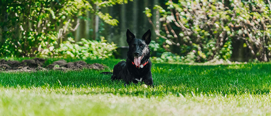 a black, medium-sized dog with prominent, upward pointing ears lies on green grass, panting. They wear a red collar.