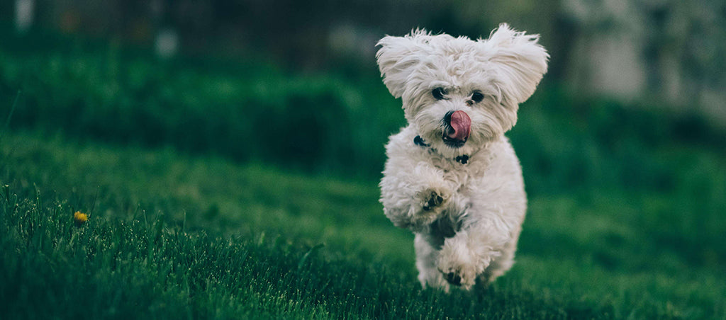a small, white, fluffy dog runs across green grass