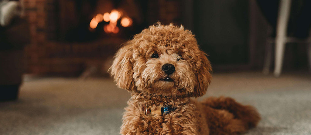 a small, reddish-brown poodle lays on carpet in front of a roaring fireplace