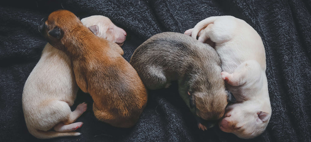 4 very young puppies (2 blonde, 1 brown, 1 gray) sleep next to and on top of each other on a grey blanket