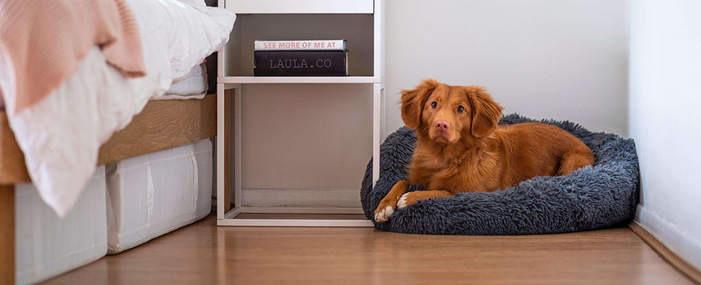 a red, spaniel like dog rests in their cushion-like, fluffy grey bed next to a white-legged bedside table and a bed on wood laminate flooring