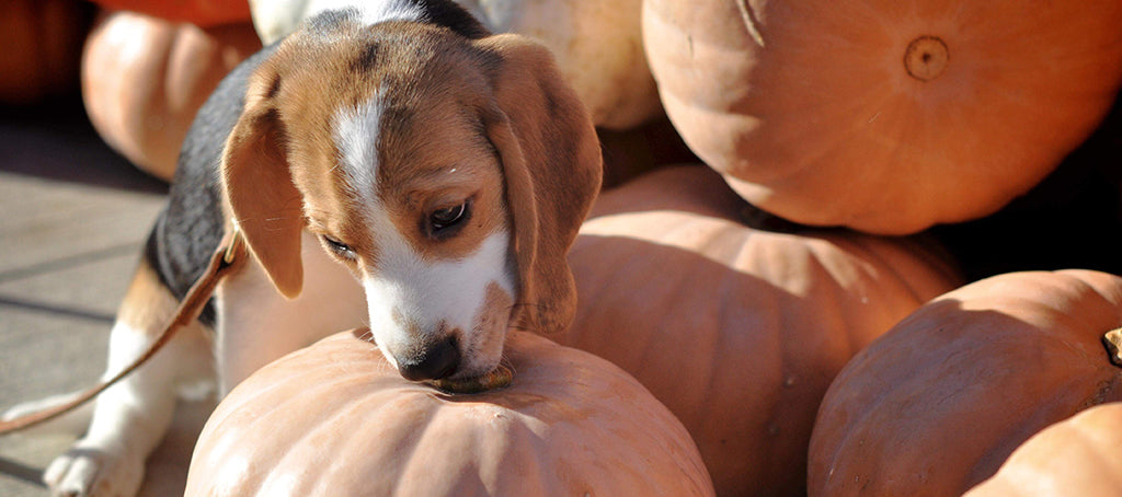 a beagle puppy licks a pale orange pumpkin, surrounded by other large orange pumpkins